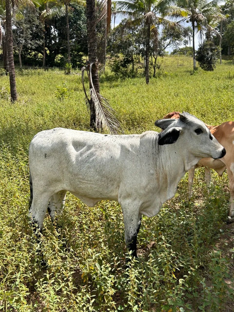 VACA E 1 NOVILHA - Foto 2