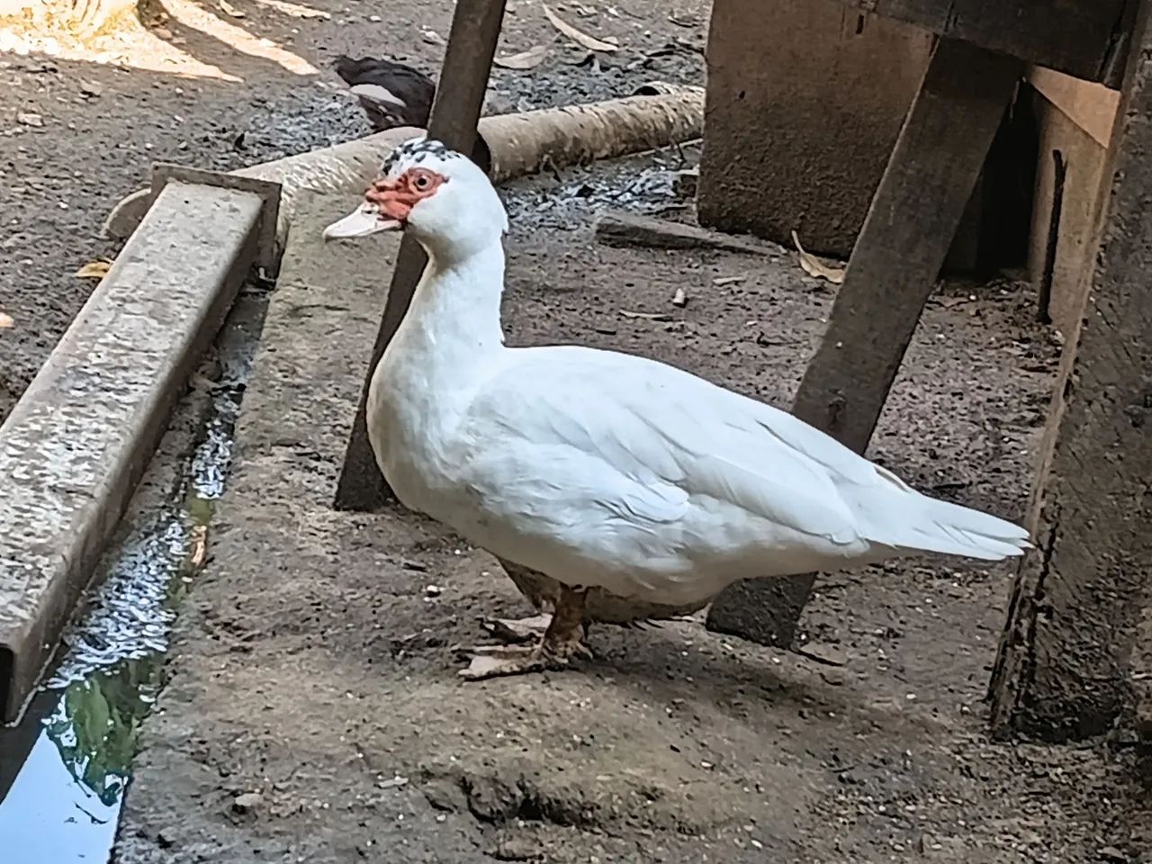 Vende-se pata