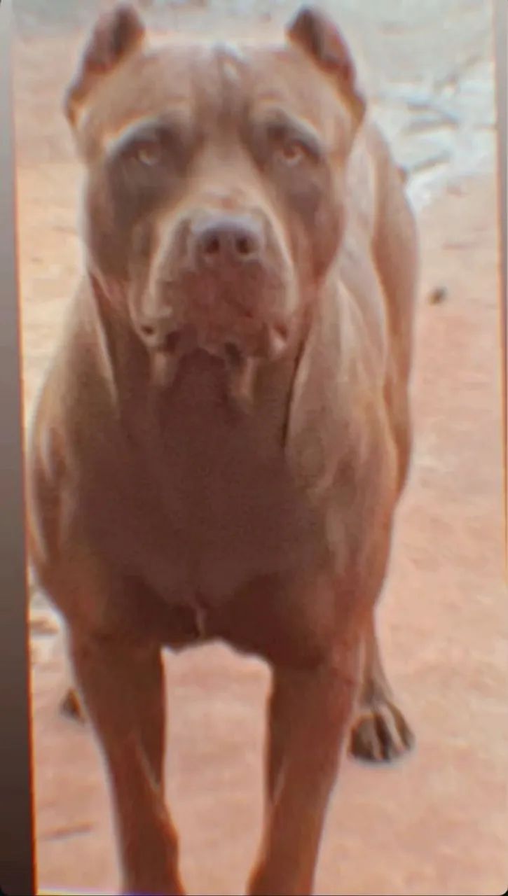 American Pit Bull terrier  - Foto 3