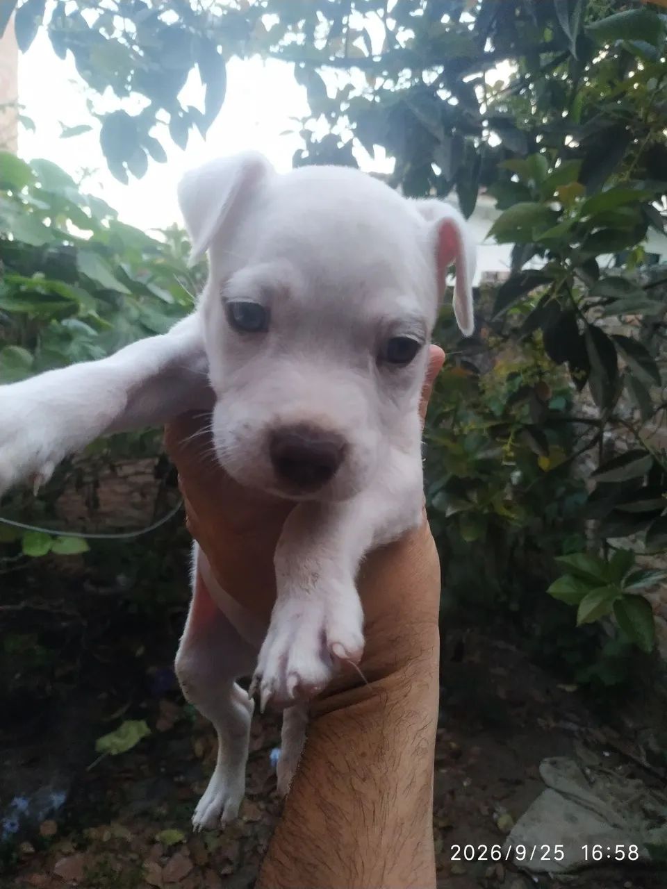 vendo filhote Pitbull 300 - Foto 5