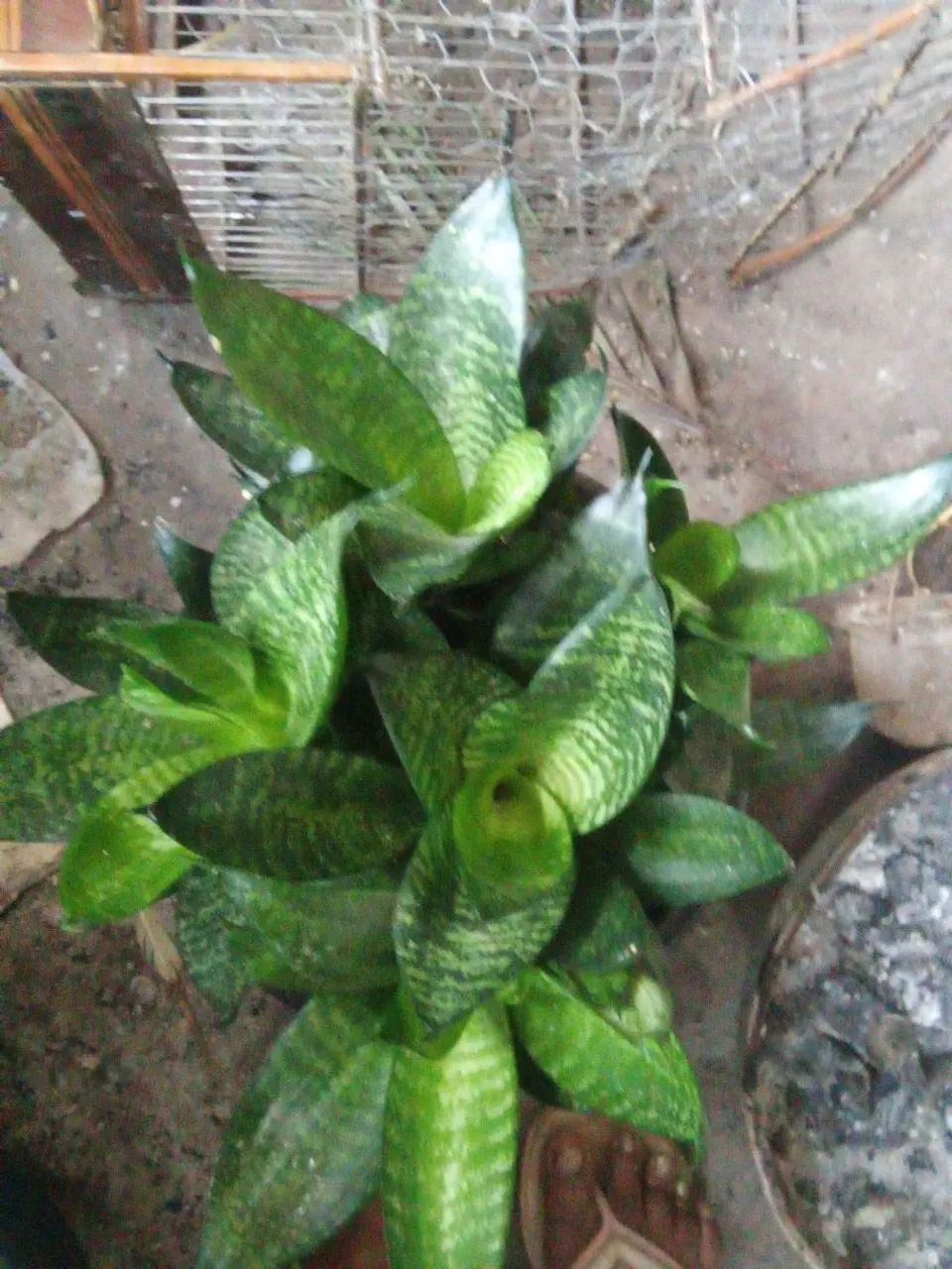 Plantas  - Foto 2