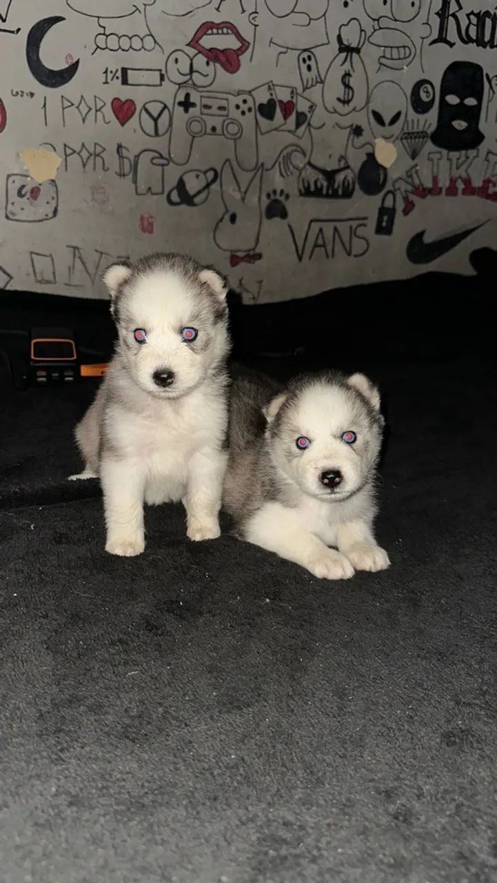 Husky Siberiano  - Foto 3