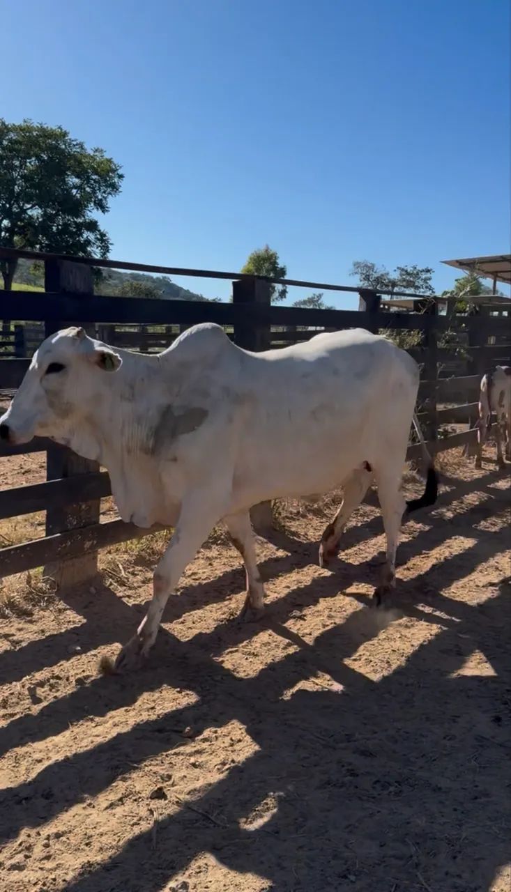 Vacas Nelore  - Foto 2