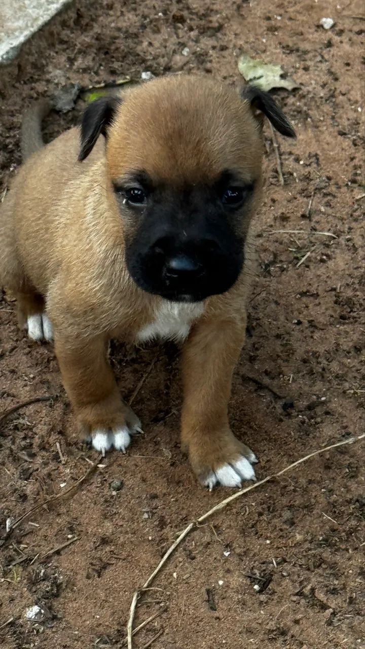 Filhote de boxer  - Foto 2