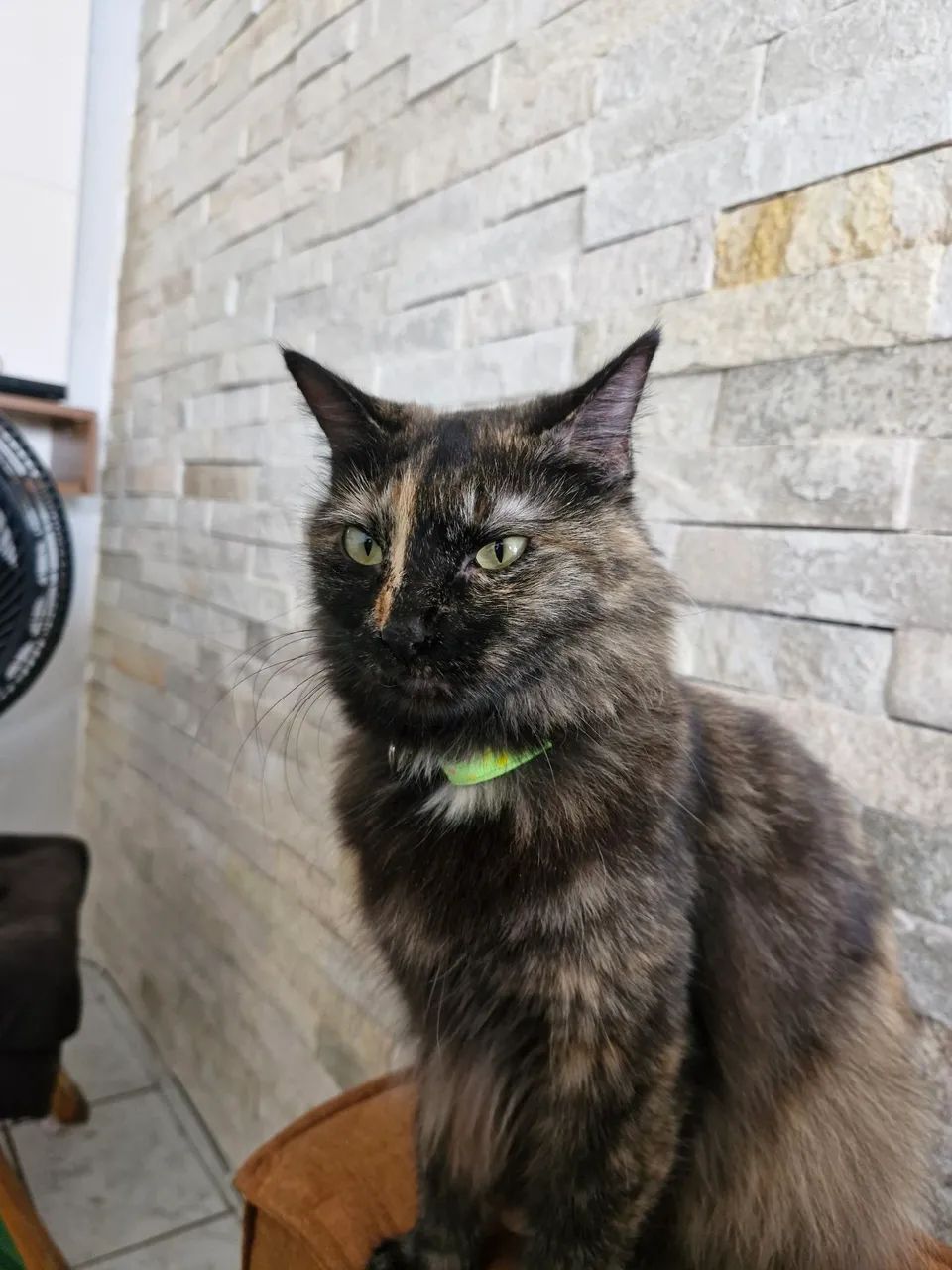 Gata | Doação  - Foto 3