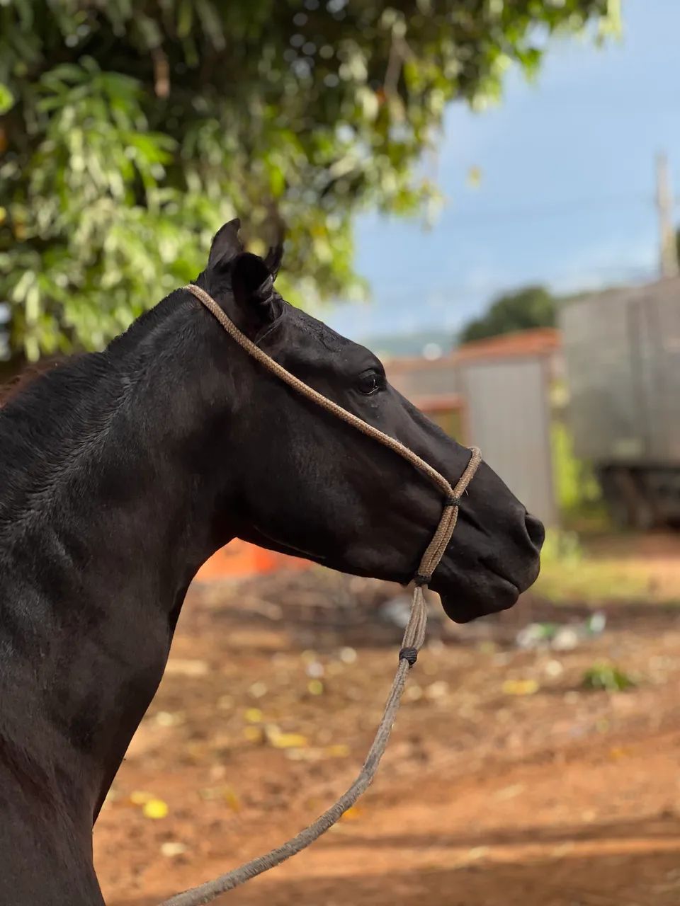 Cavalo MM - Foto 2