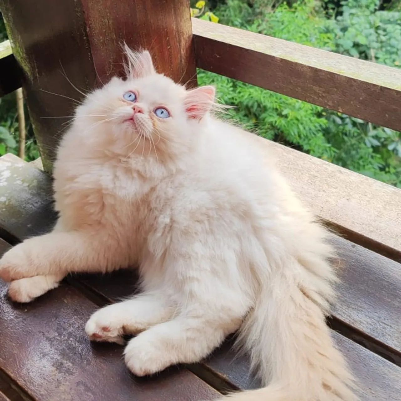 Procuro Gato Persa macho para cruza - Foto 2