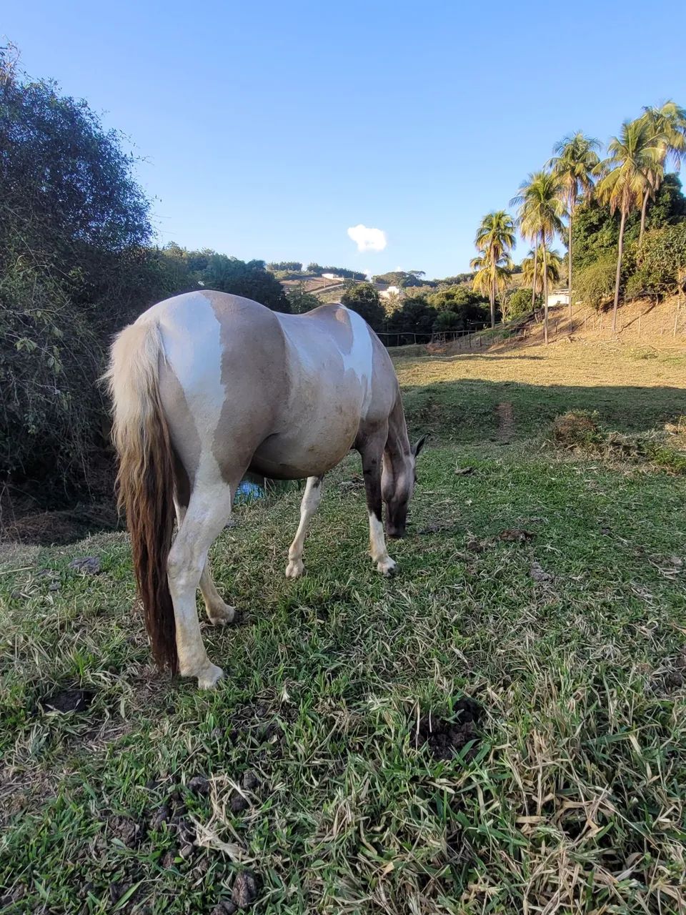 Égua baia pampa - Registrada no MM - Foto 2