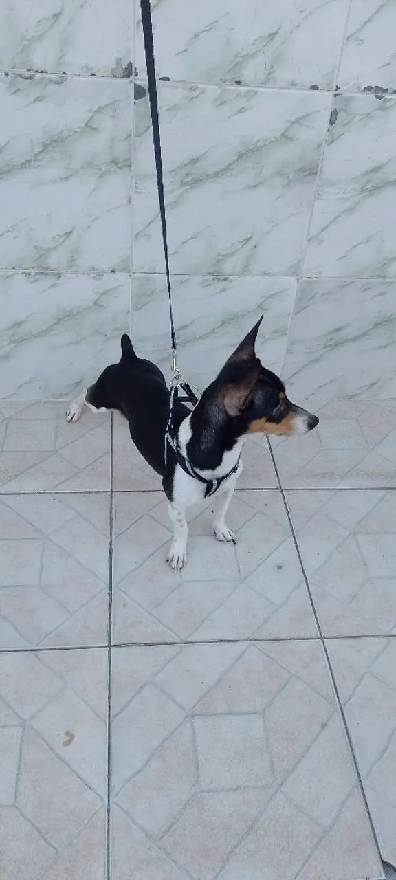 Cachorro Macho Pinscher  - Foto 2
