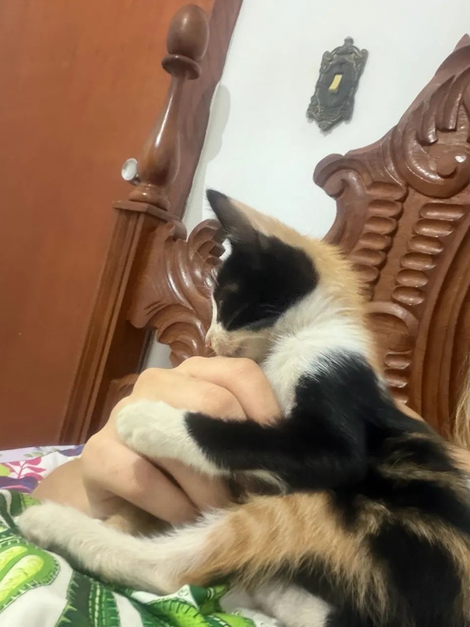 Adoção responsável !!! - Foto 4