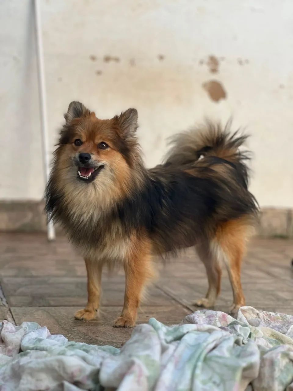 Spitz alemão  - Foto 3