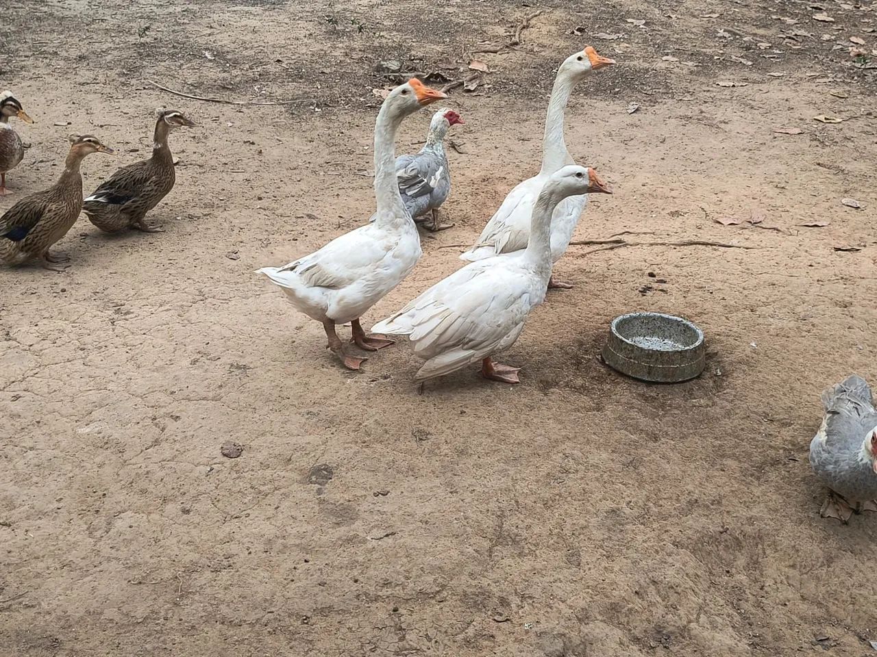 Casal de Gansos - Foto 2