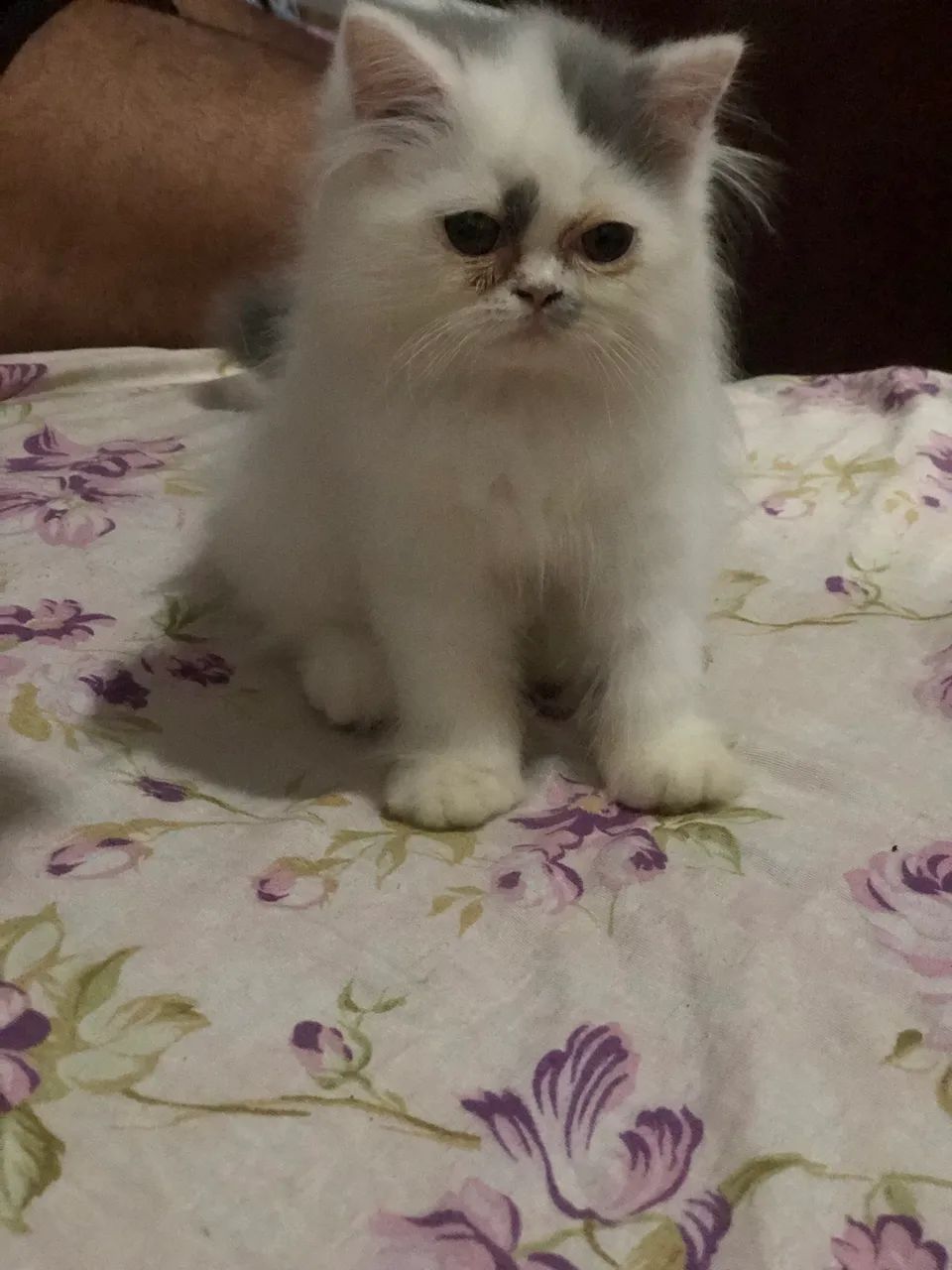 Gato Persa  - Foto 5