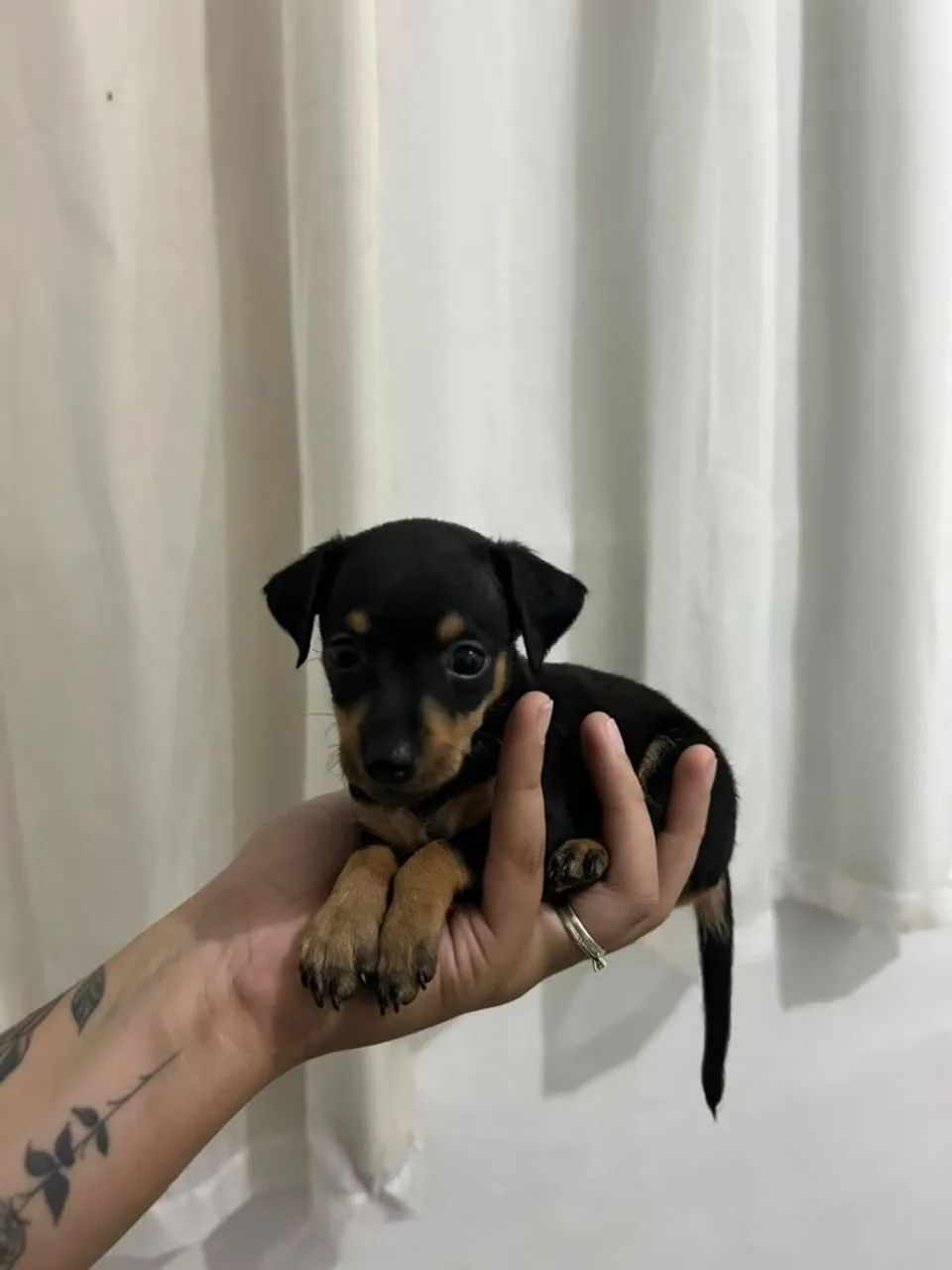 Filhote de pinscher  - Foto 5