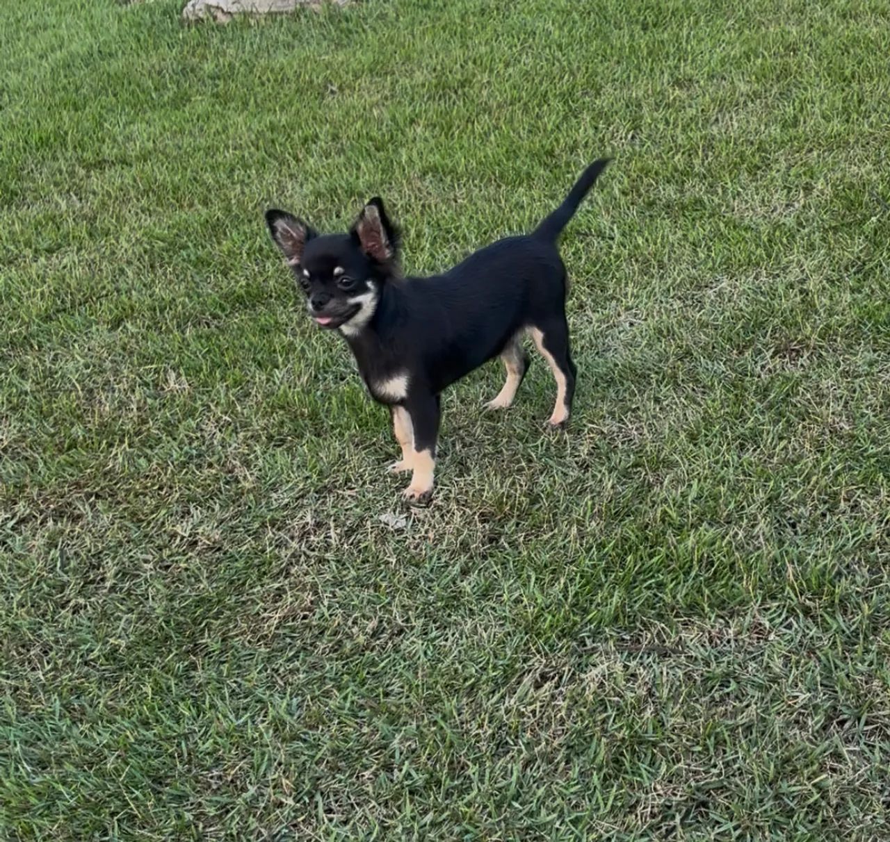Chihuahua  - Foto 3
