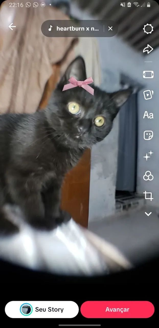 Doação de gato