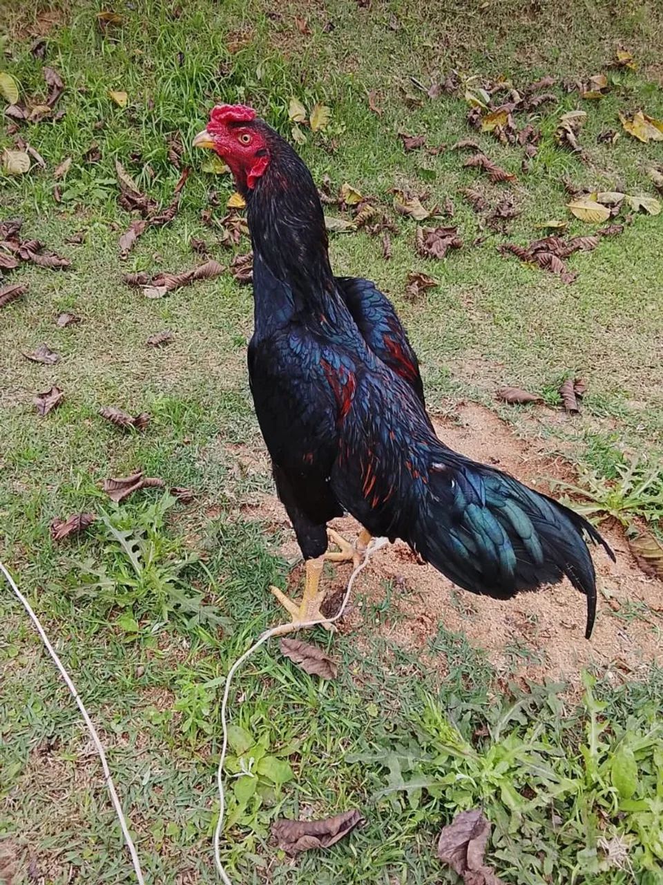 Vendo lindos frangos índios. 