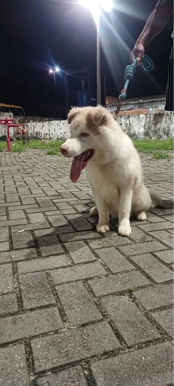 Vendo husky