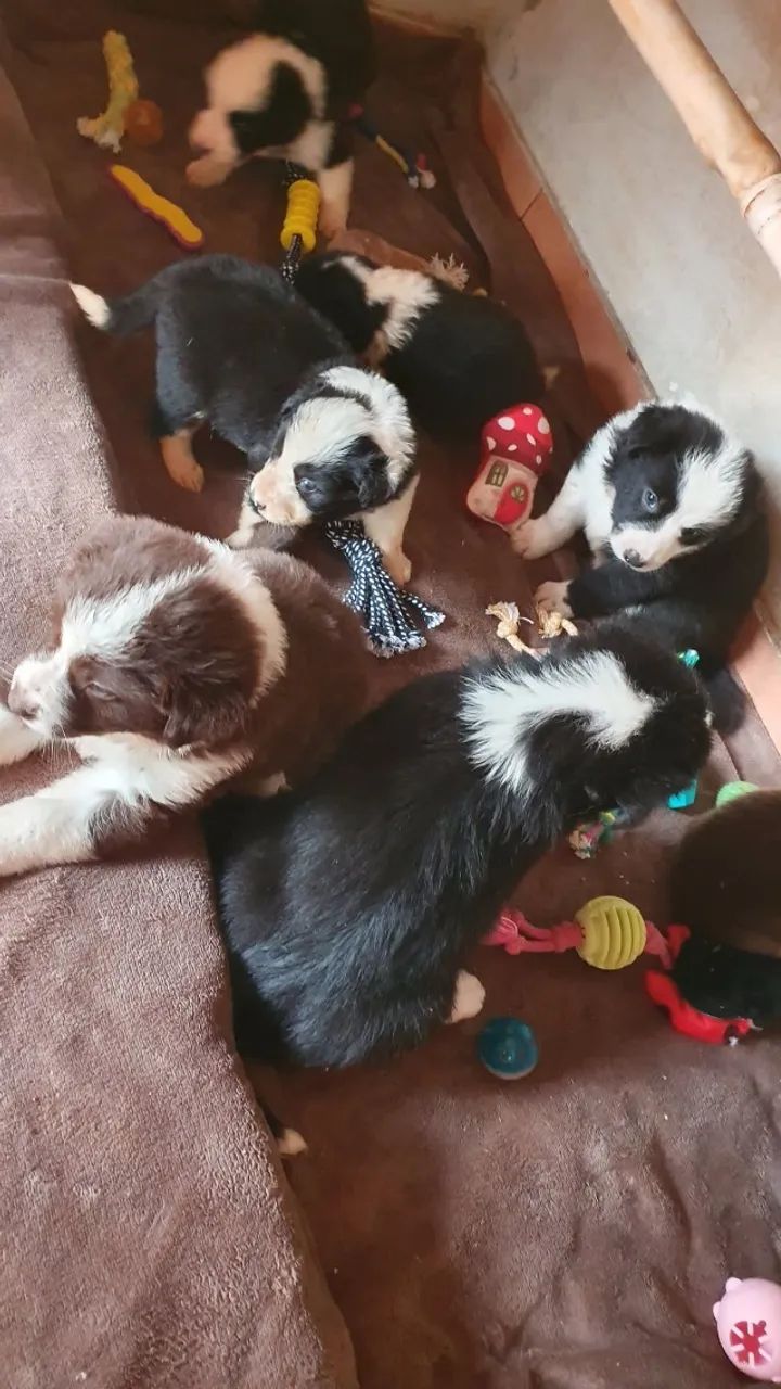 border collie