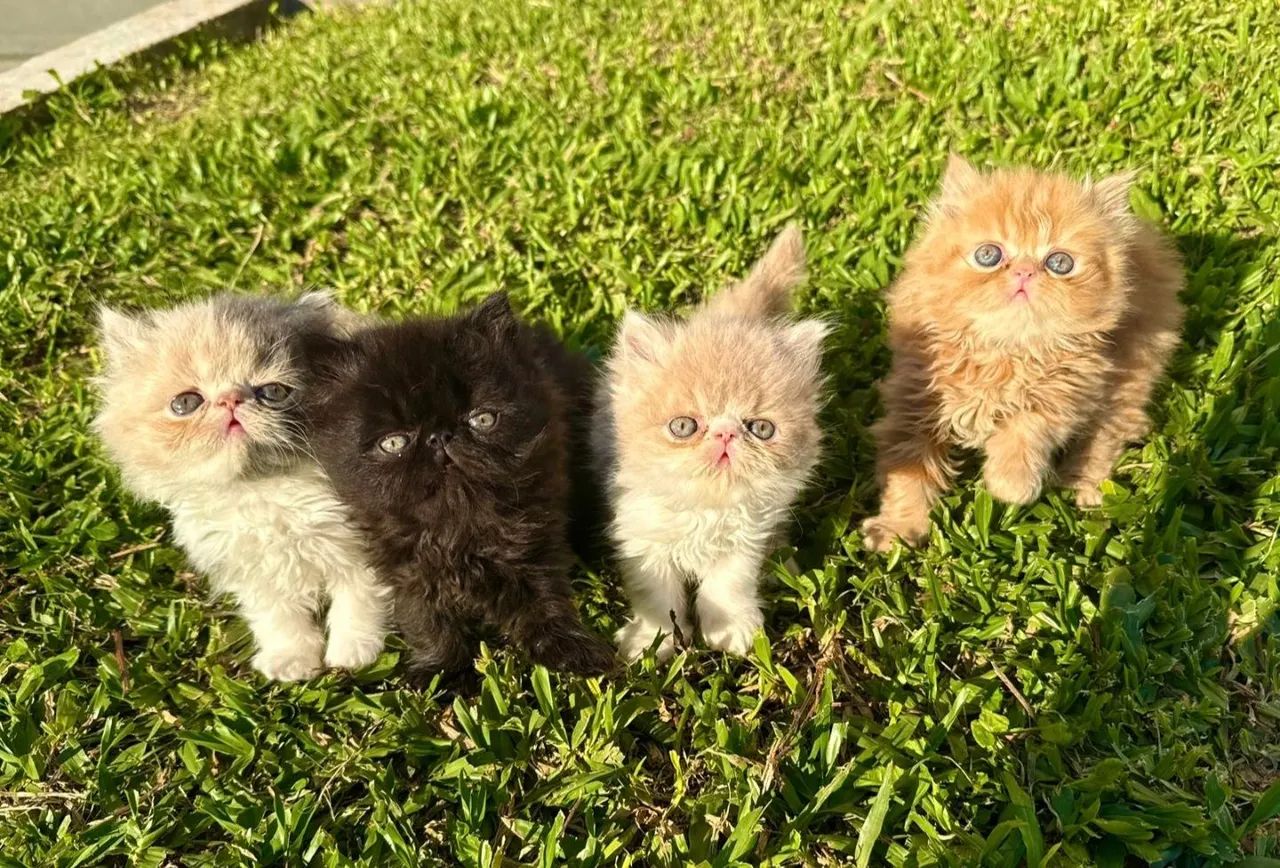 Gatos Persa