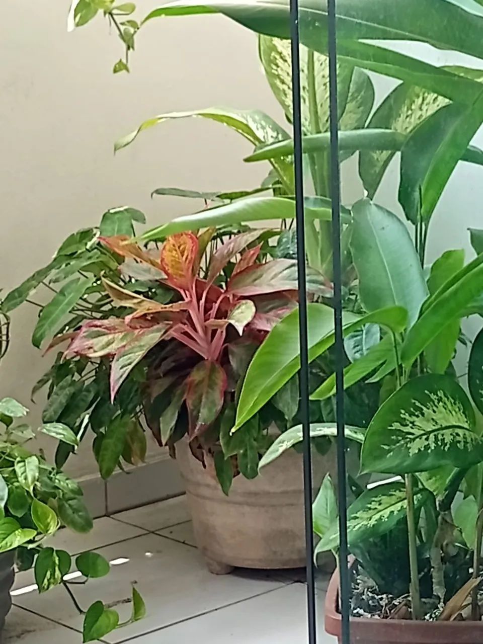 Plantas para Apartamento  - Foto 3