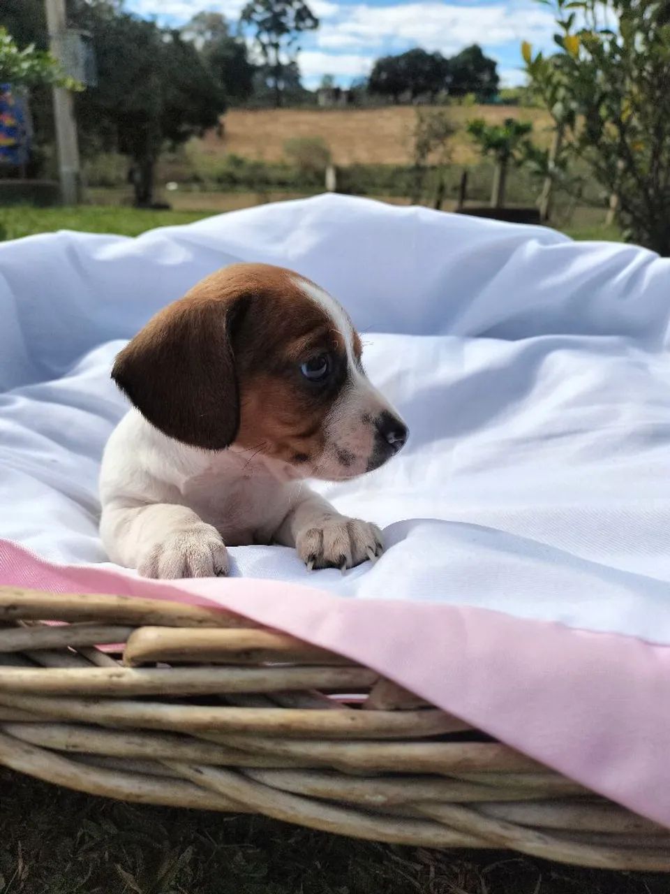 Cachorro  - Foto 2