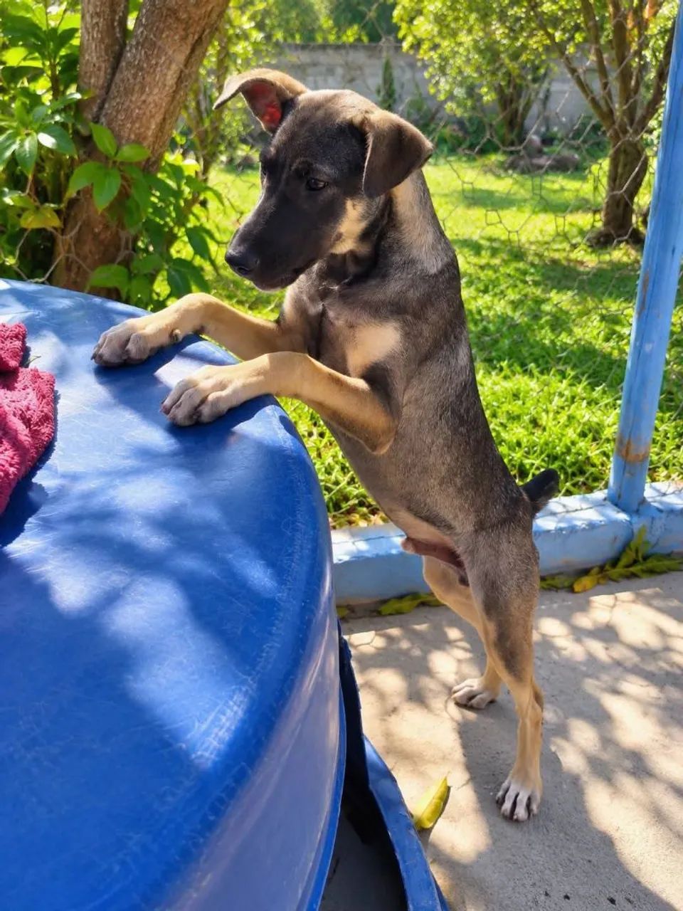ADOÇÃO! - Foto 3