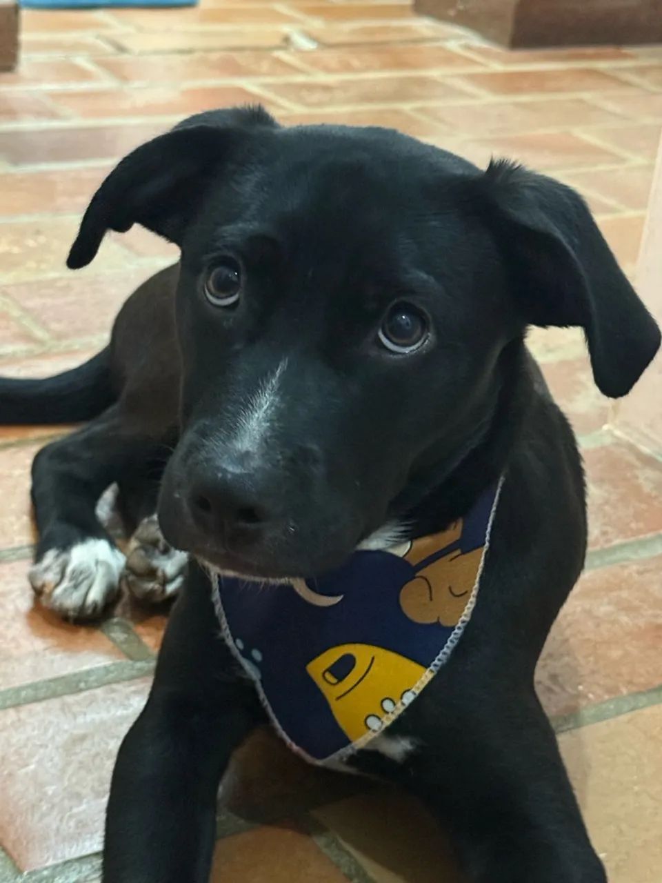 Cachorro adoção  - Foto 4