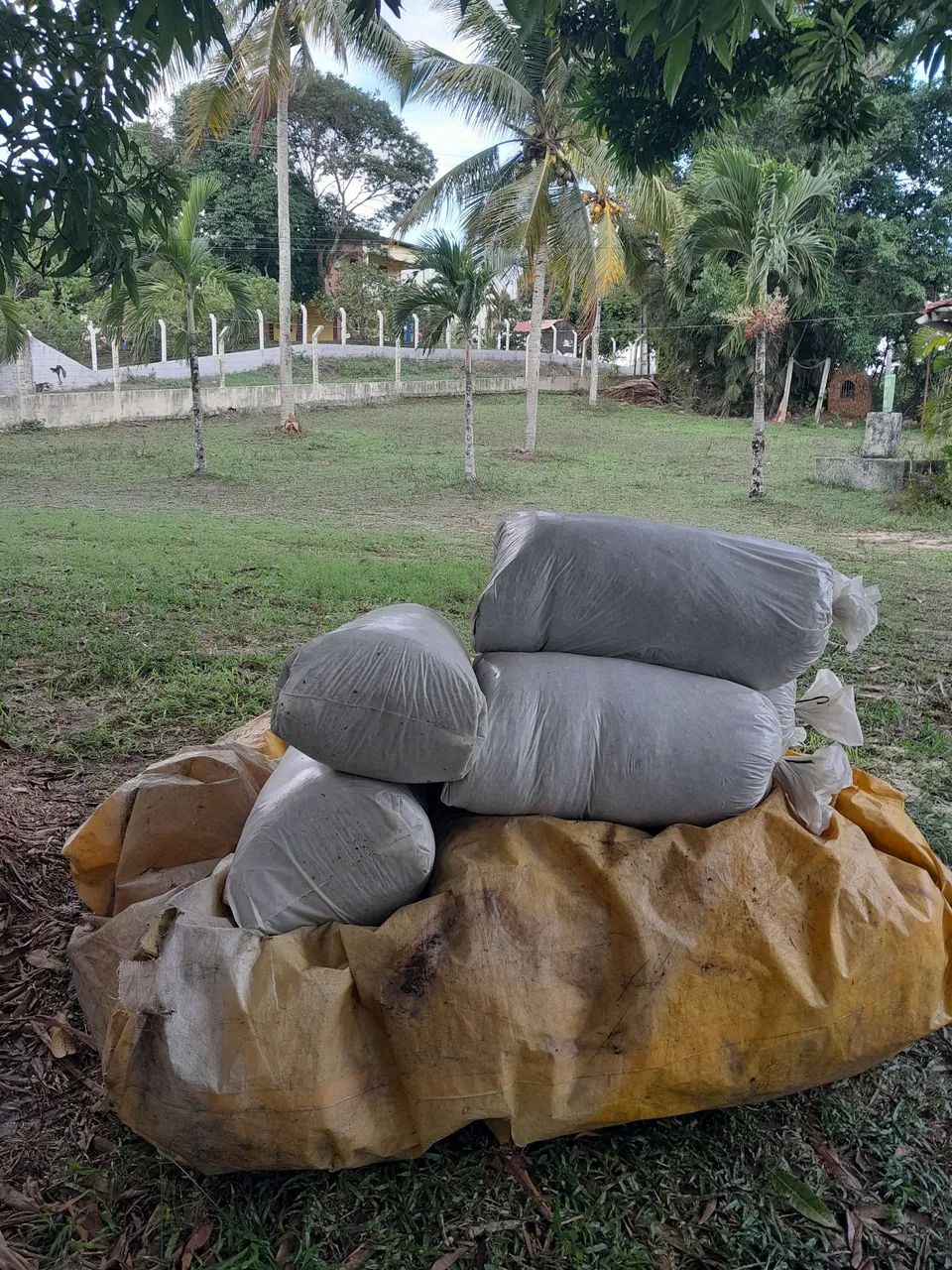 TA SOFRENDO SEM CAPIM NO VERAO , SILO DE BRS CAPIAÇU SILAGEM