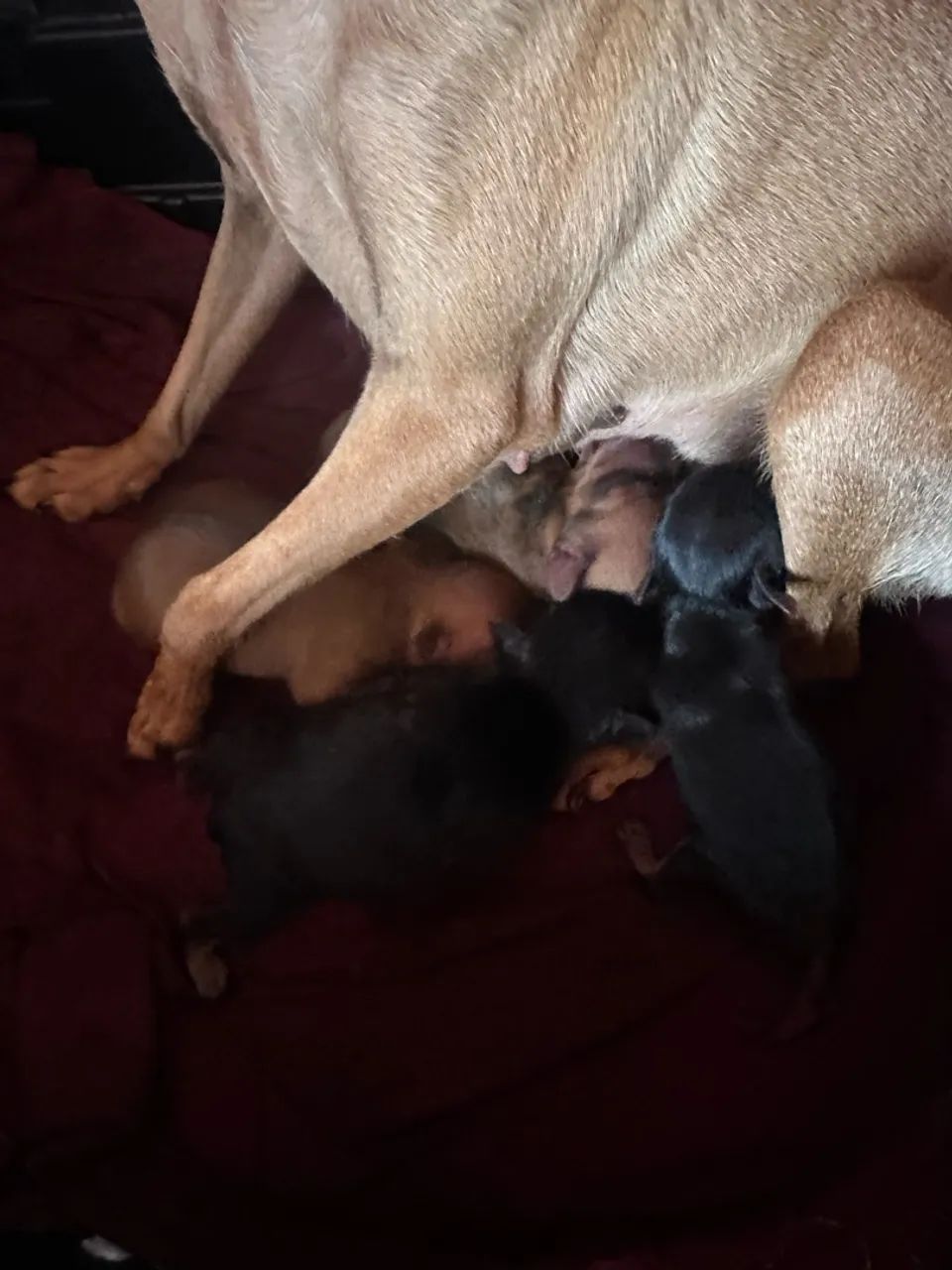 Filhotes de pinscher 0 - Foto 2