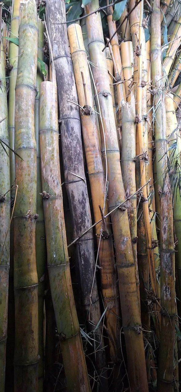 Doa-se Bambu imperial - Foto 2