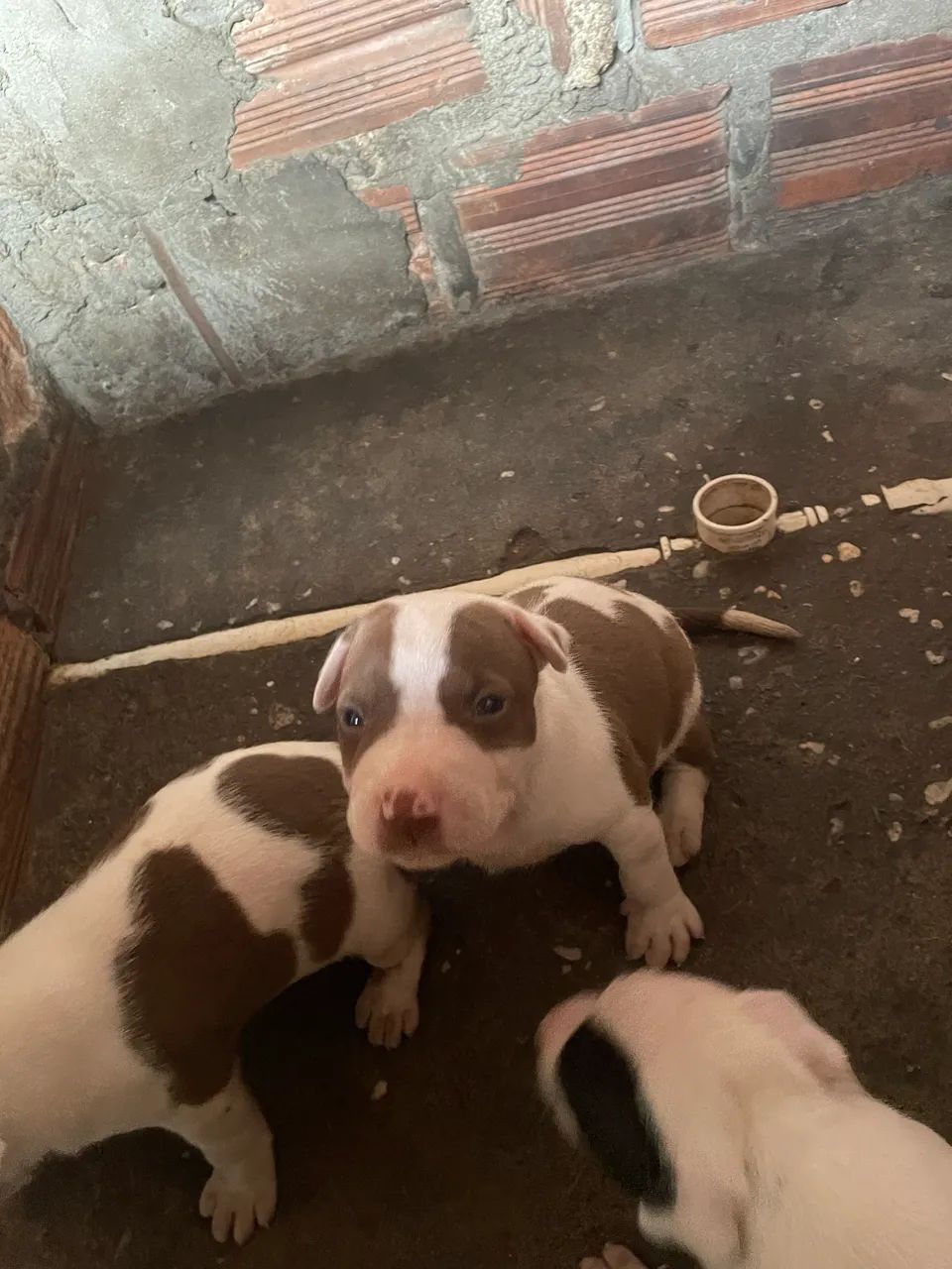 Vendo filhotes de pitbull  - Foto 3