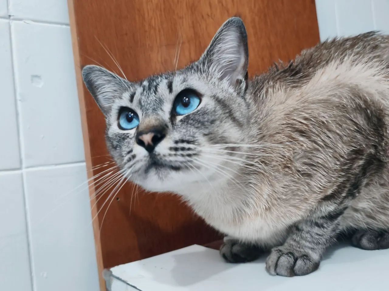 Gatinho Dócil para Adoção  - Foto 3