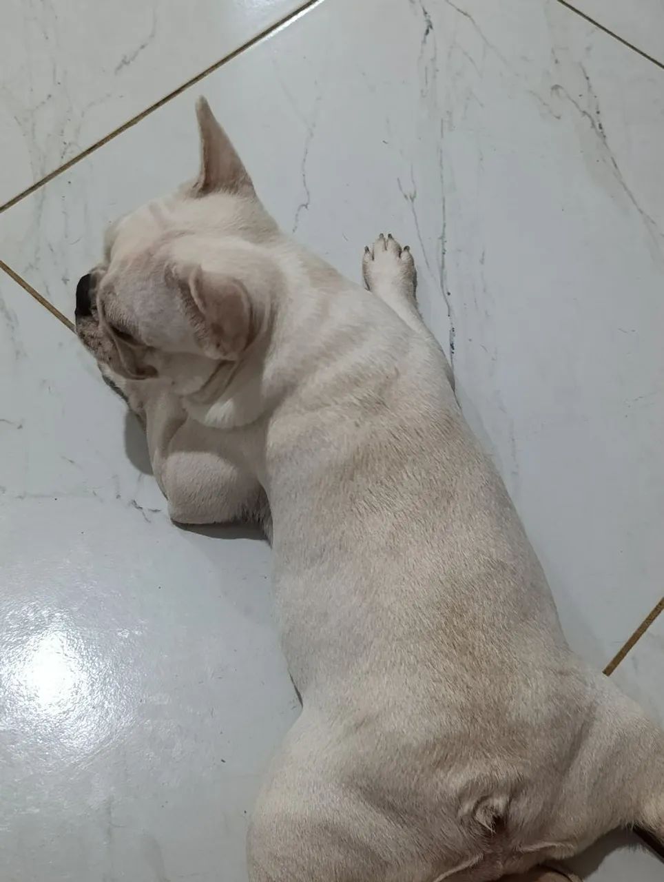 Casal de Bulldog francês  - Foto 3