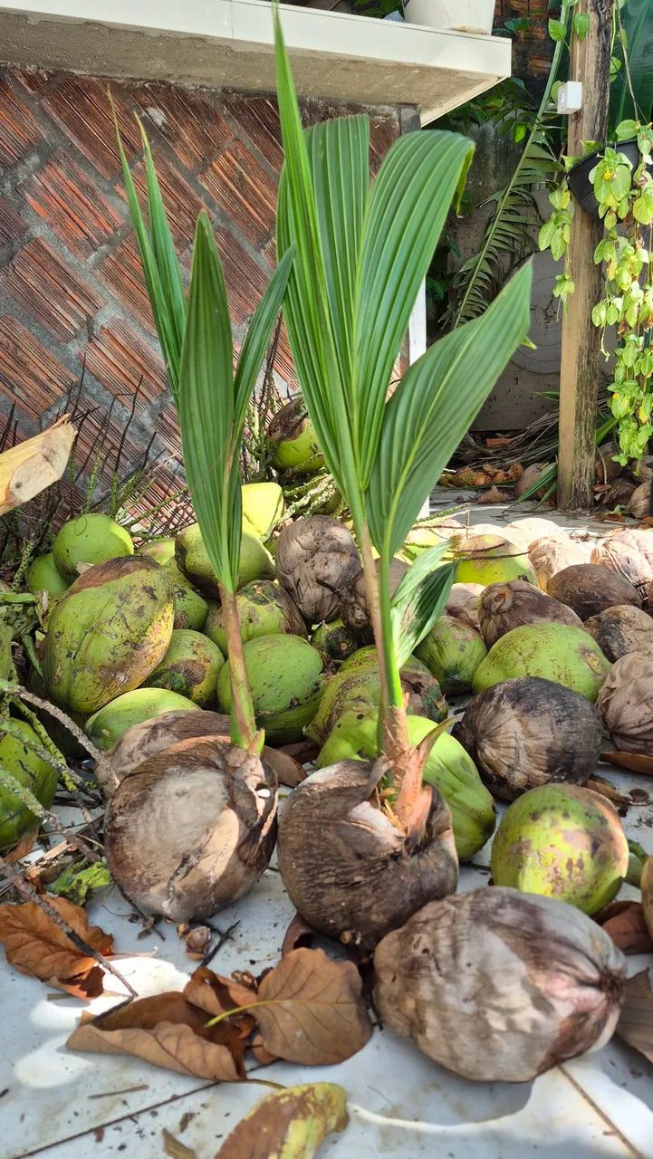 Temos mudas de coco e coco seco à venda!