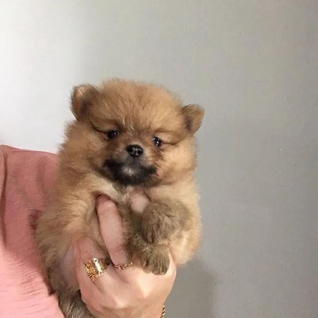 Filhote de Spitz Alemão | Seu Novo Xodó Está Esperando por Você! 