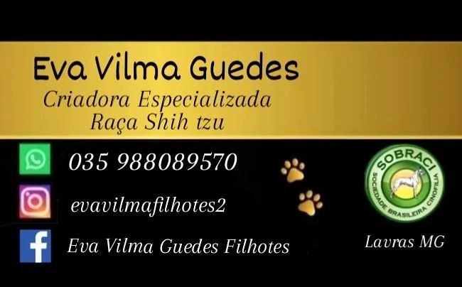 Filhote Shih tzu Macho Caramelo - EvaFilhotes  - Foto 6
