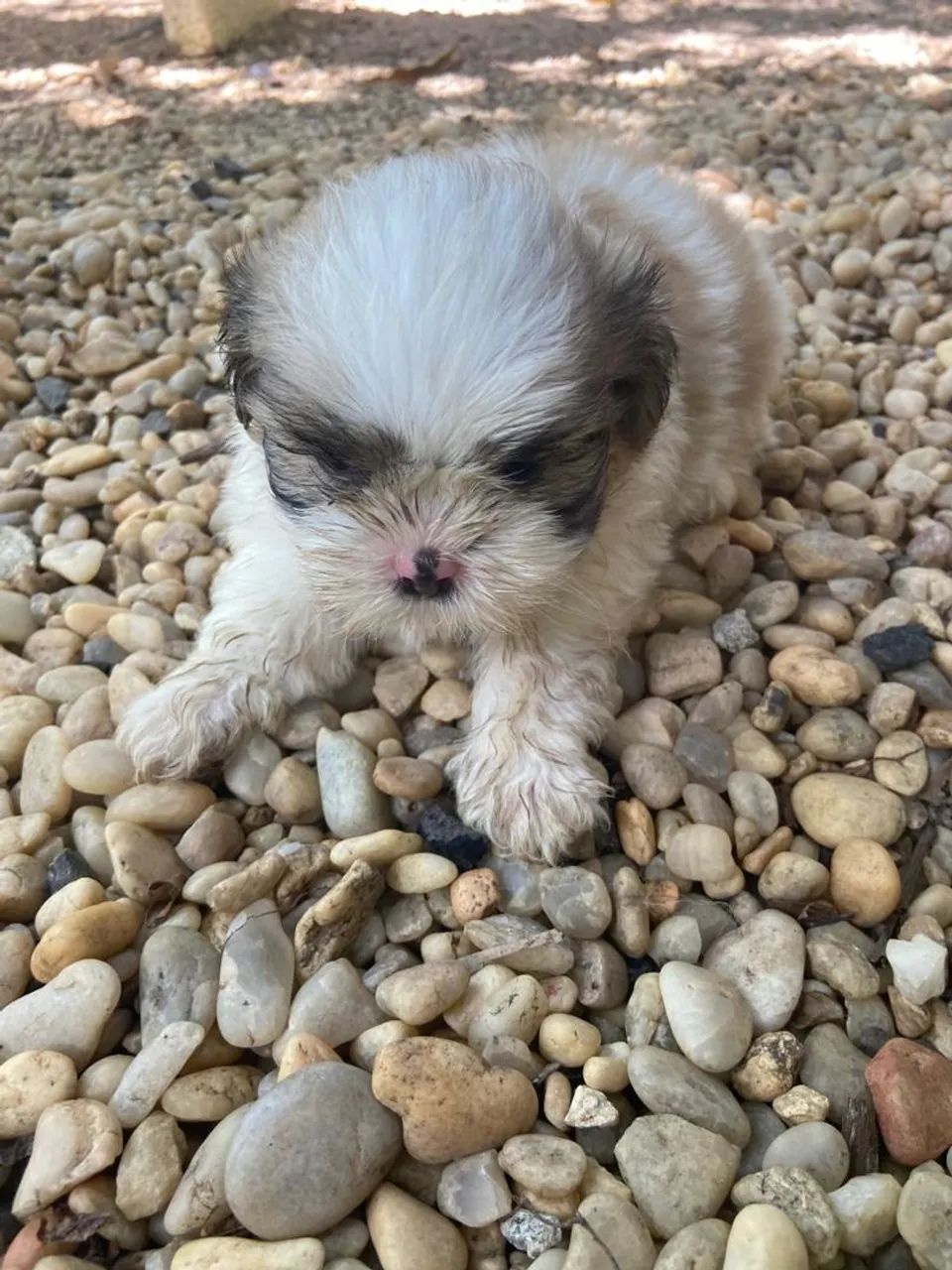Cachorro  - Foto 2