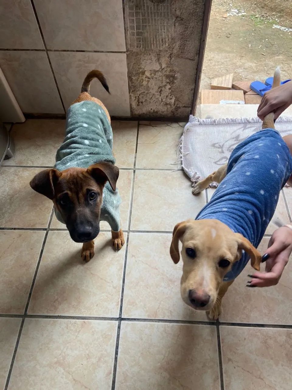 Dois cachorros  - Foto 2