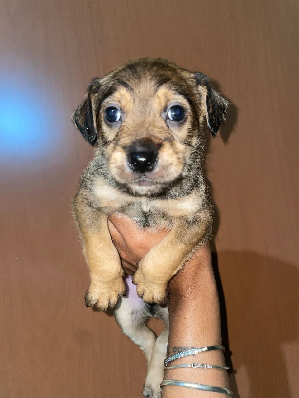Cachorro  - Foto 4