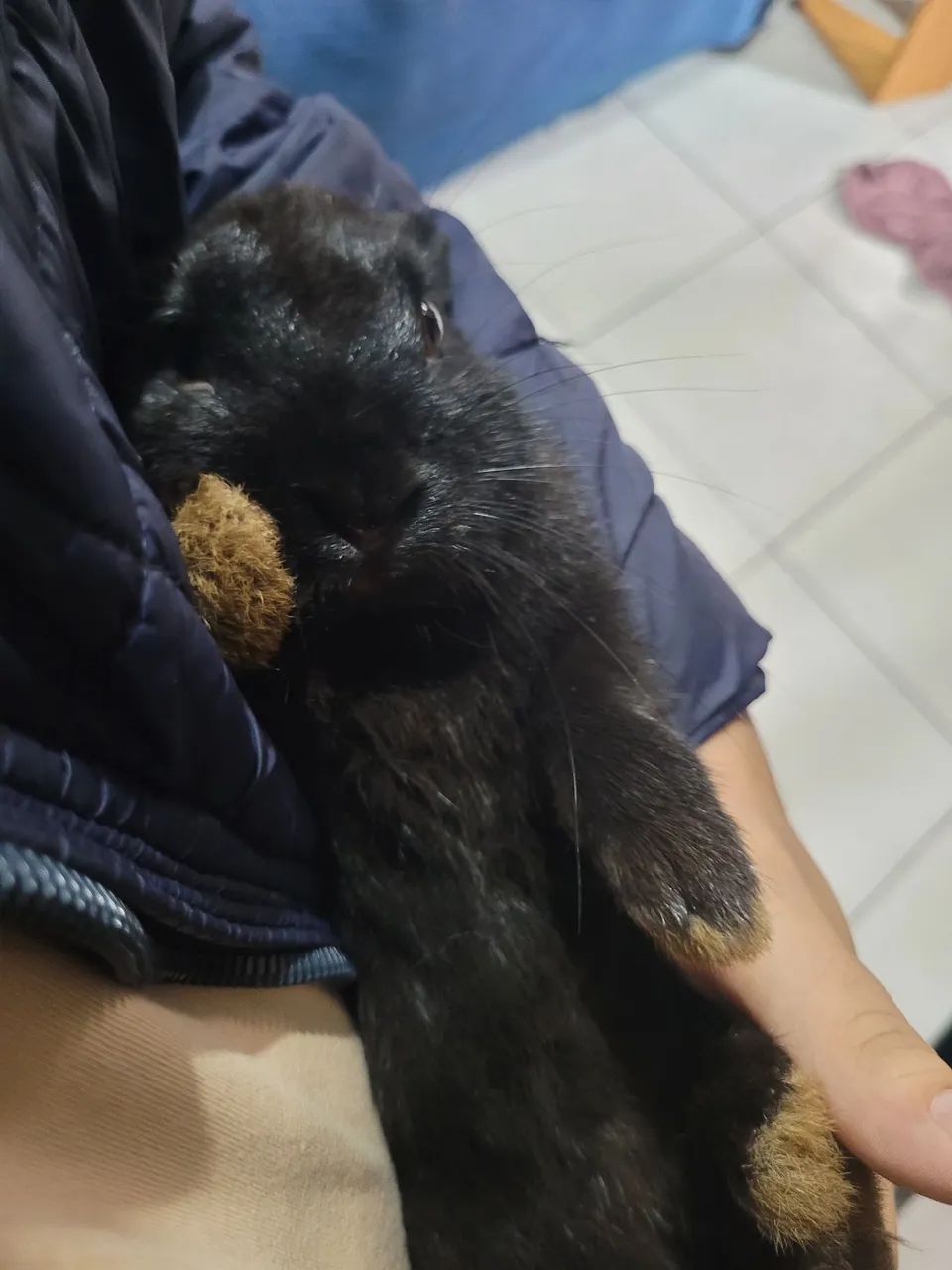 Doa-se coelha - Foto 3