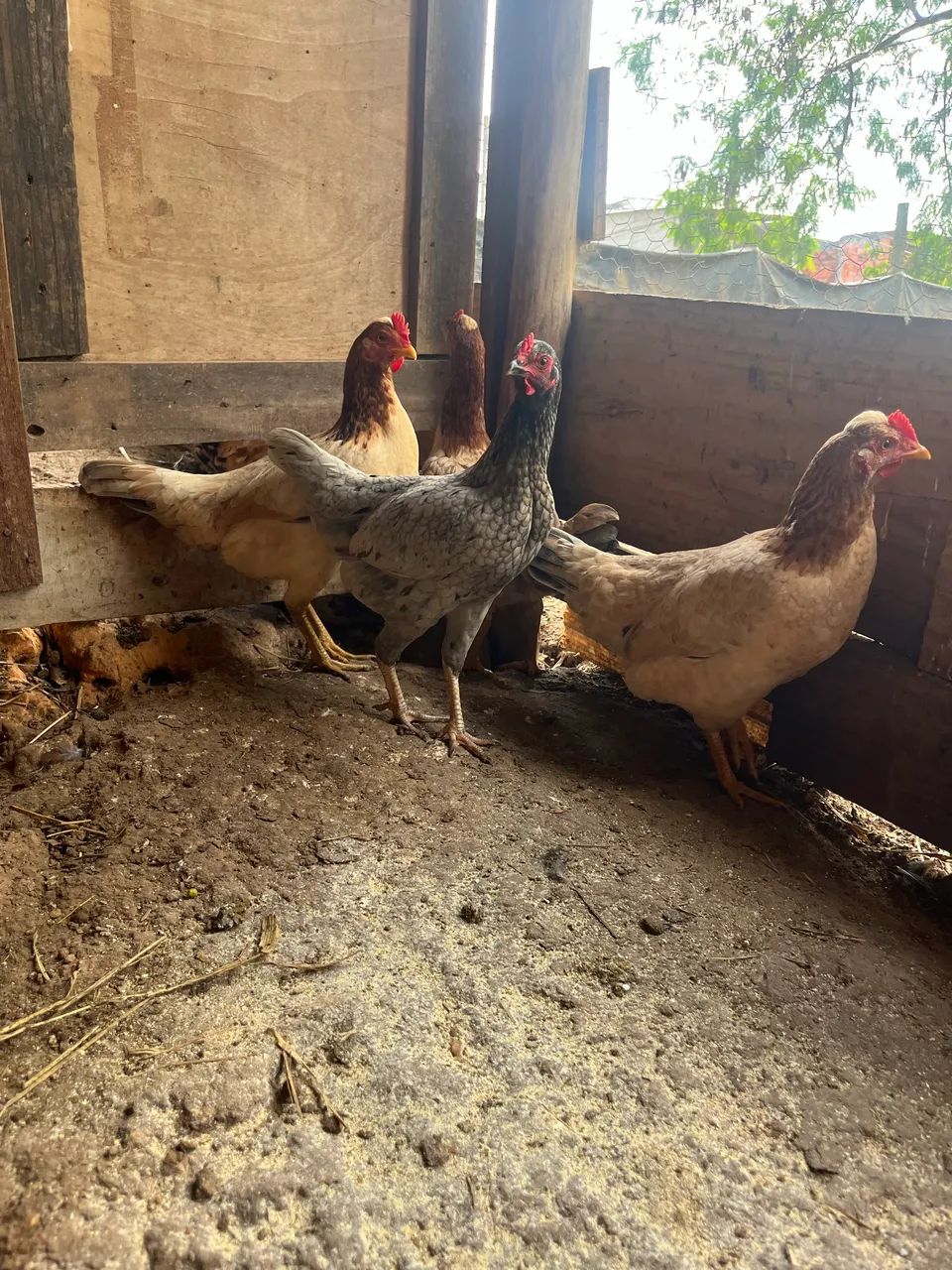 Frangos e frangas caipira  - Foto 2