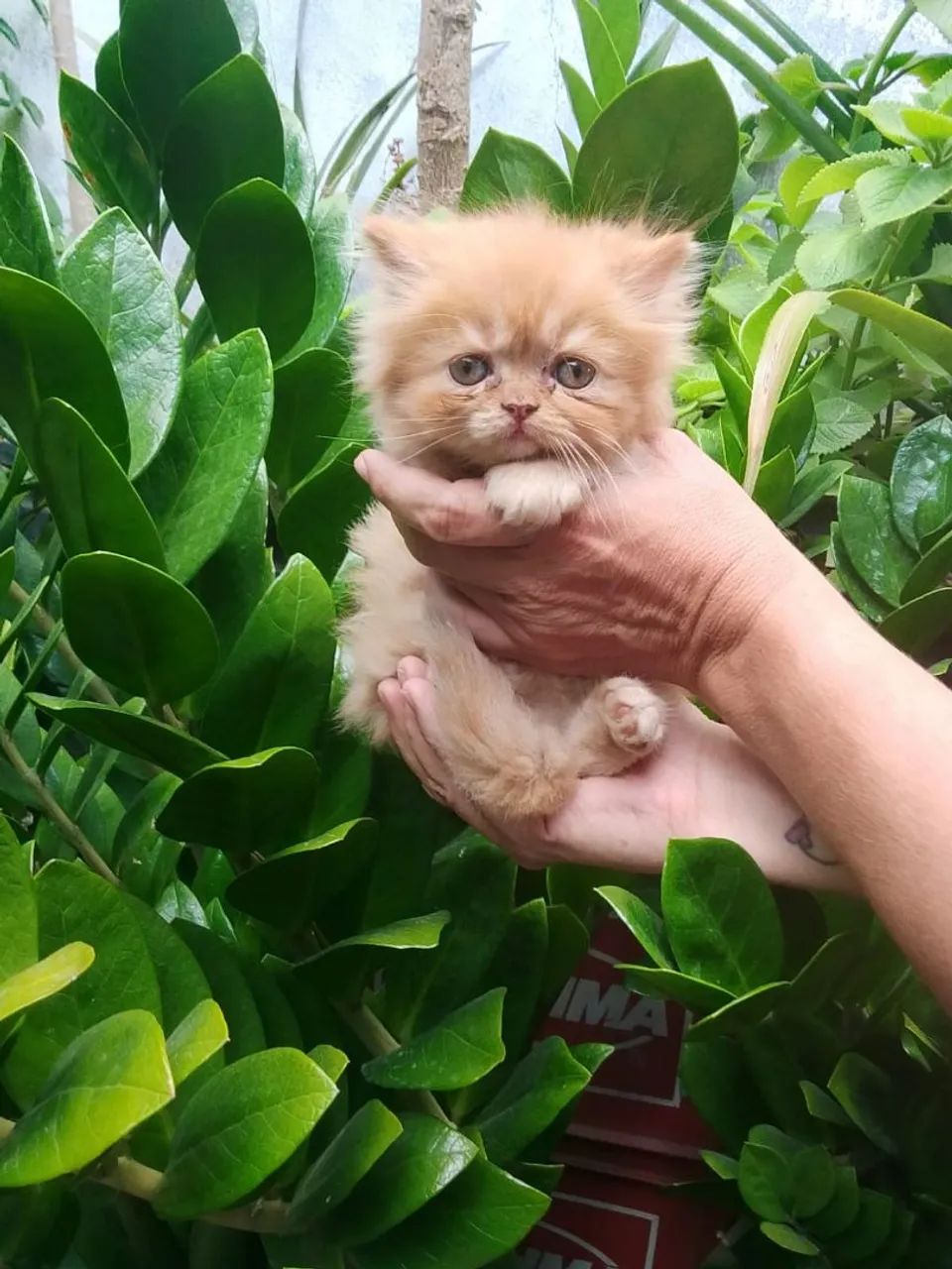 Gato persa puríssimo - Foto 3