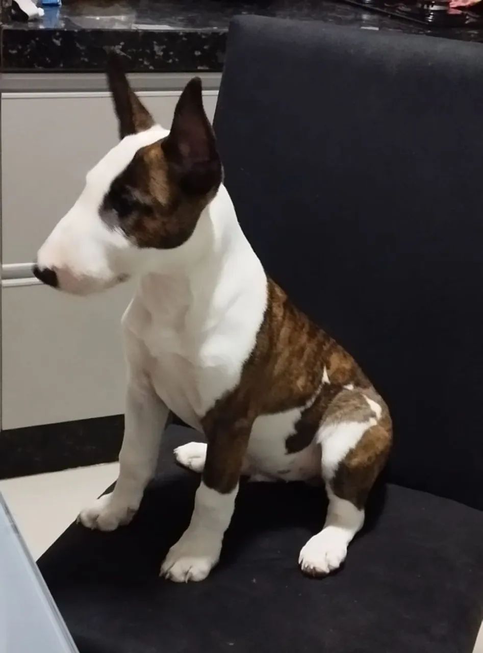Vendo Bull terrier 