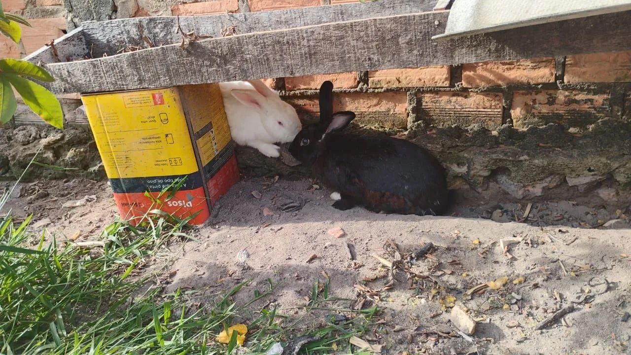 Coelhos - Foto 4