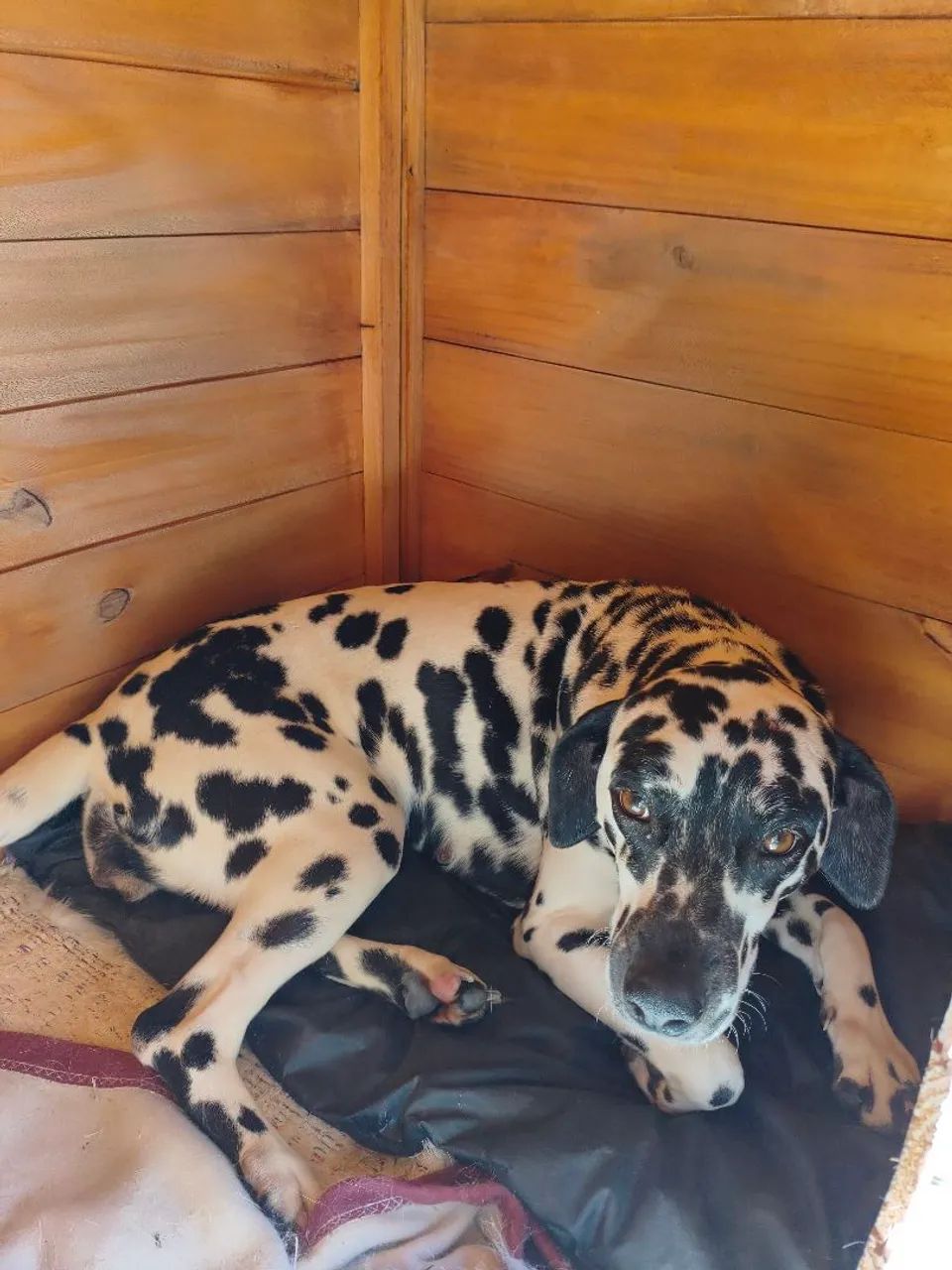 Dalmata - Foto 5