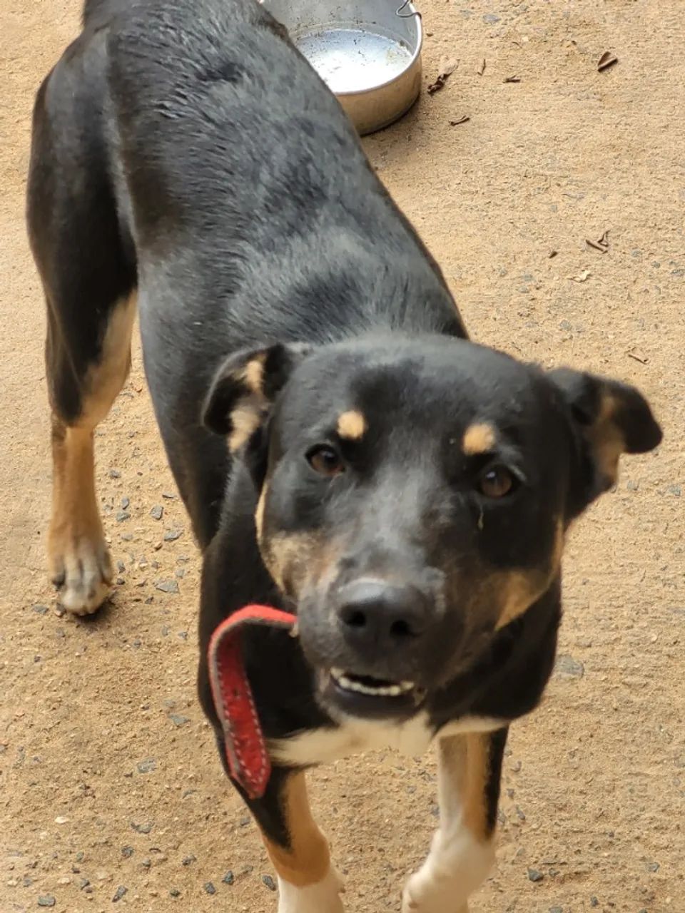 Cachorro  - Foto 2