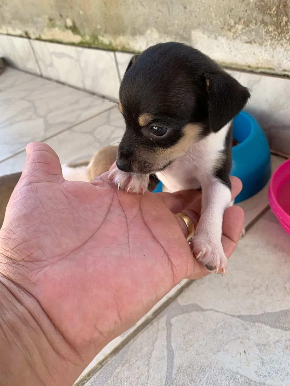 Pinscher 01