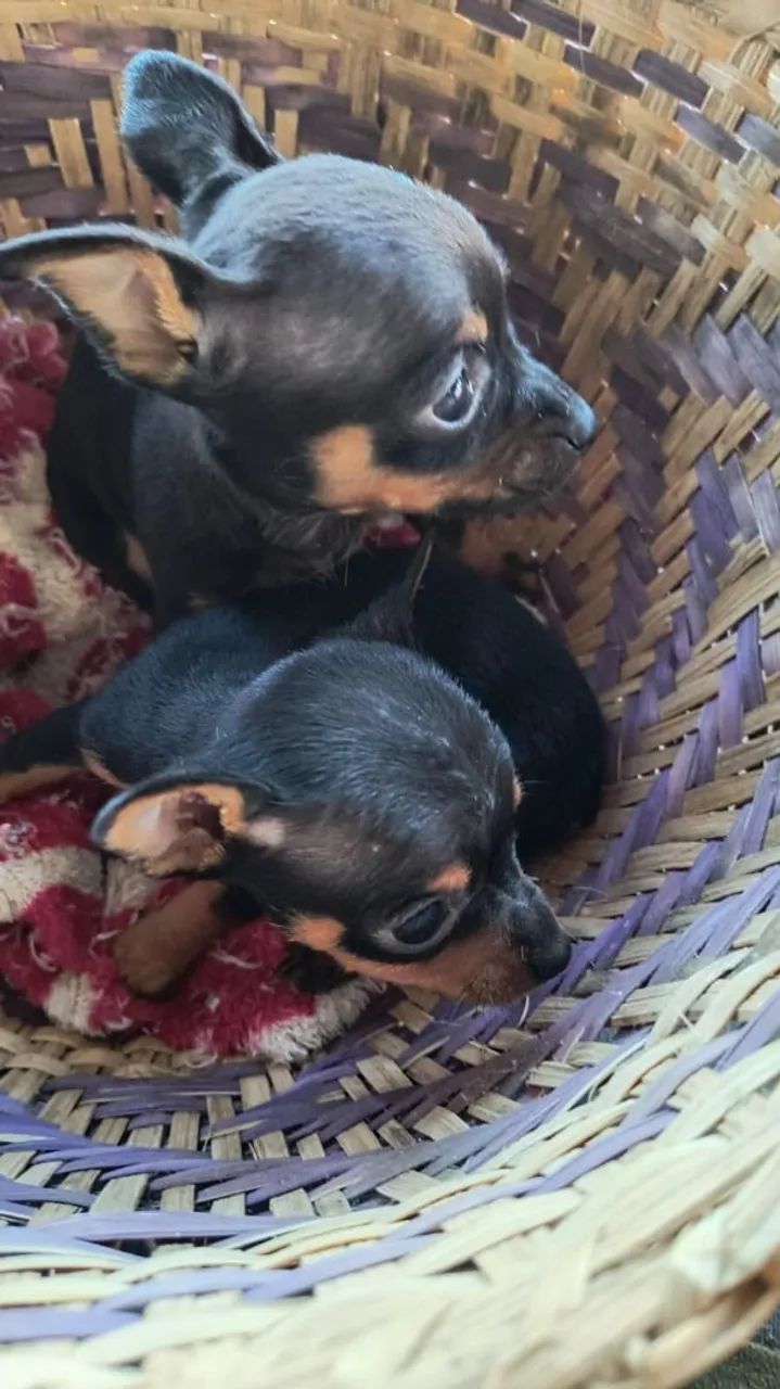 Filhotes de pinscher zero - Foto 4