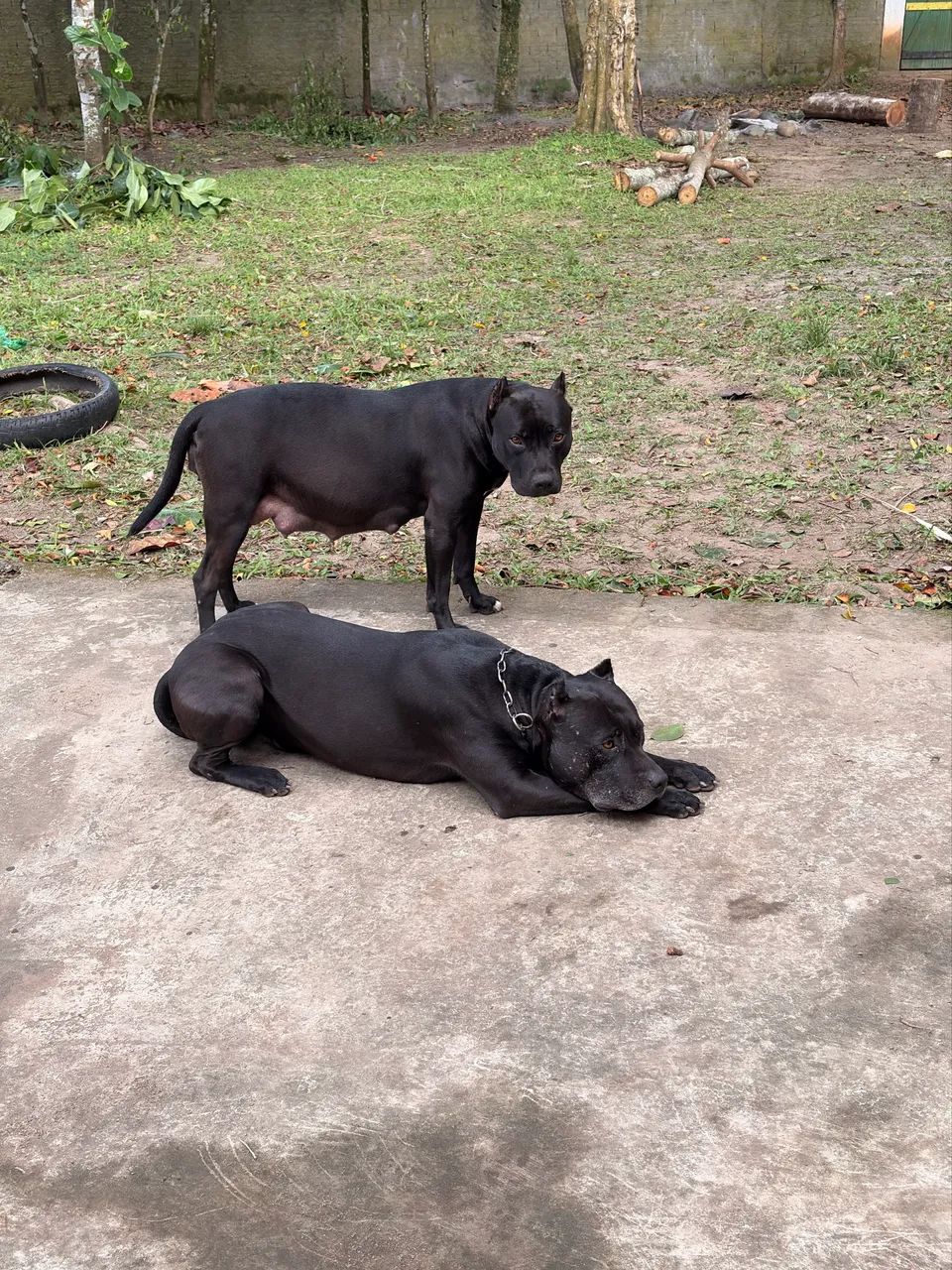 Filhotes de Pitbull  - Foto 4